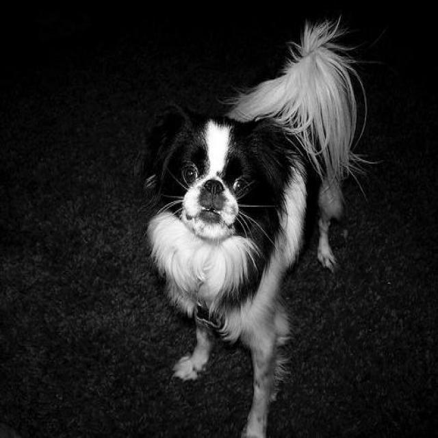 Dataset Image