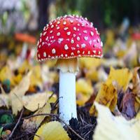Dataset Image