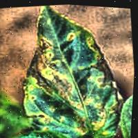 Dataset Image