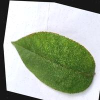 Dataset Image