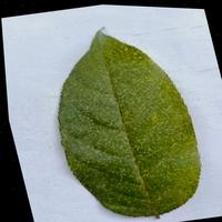 Dataset Image