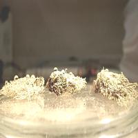 Dataset Image