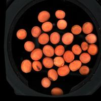 Dataset Image