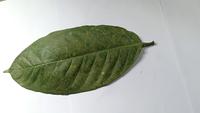Dataset Image