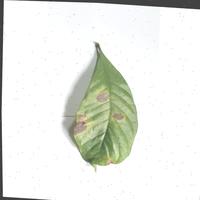 Dataset Image