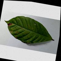 Dataset Image