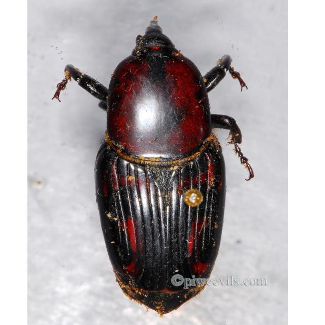 Dataset Image