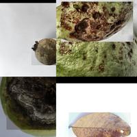 Dataset Image