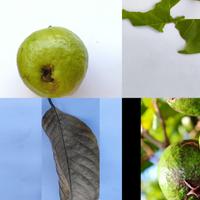 Dataset Image