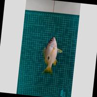 Dataset Image