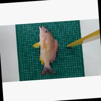 Dataset Image