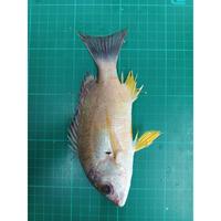 Dataset Image
