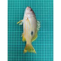 Dataset Image