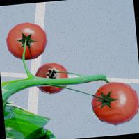 Dataset Image