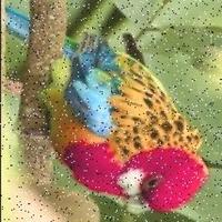 Dataset Image