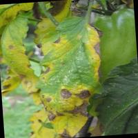 Dataset Image