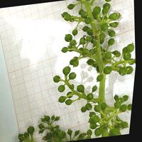 Dataset Image