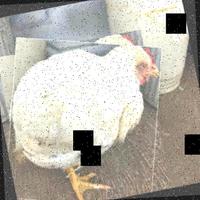 Dataset Image