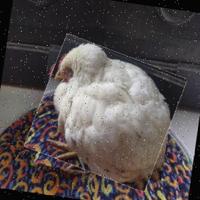 Dataset Image