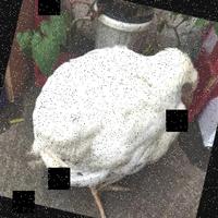 Dataset Image