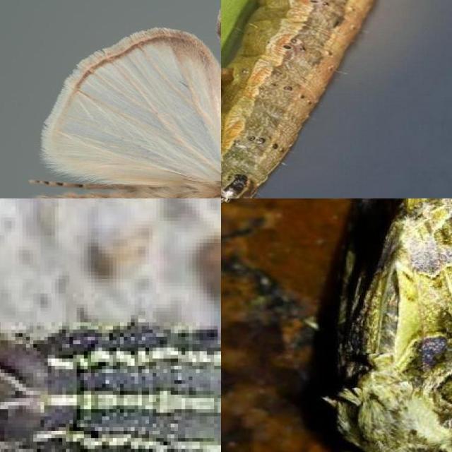 Dataset Image