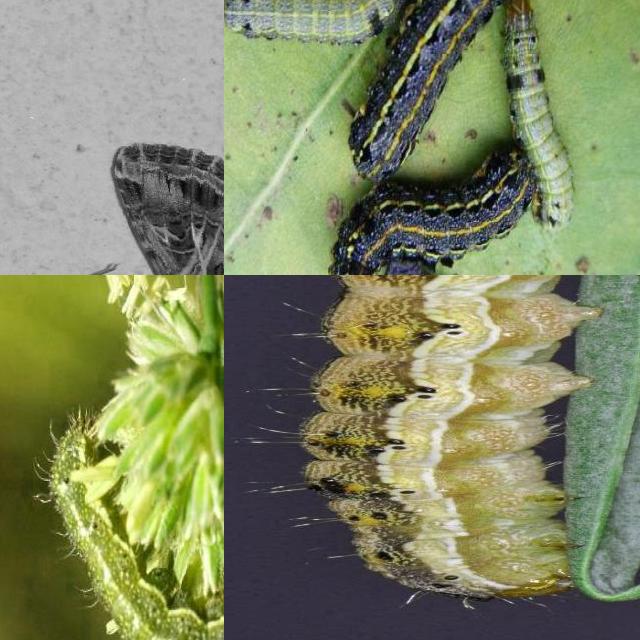 Dataset Image