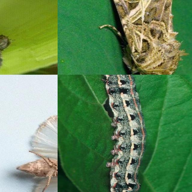 Dataset Image