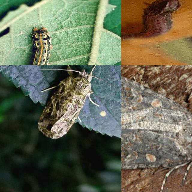 Dataset Image