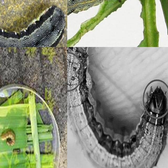 Dataset Image