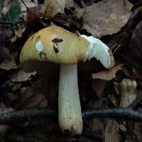 Dataset Image