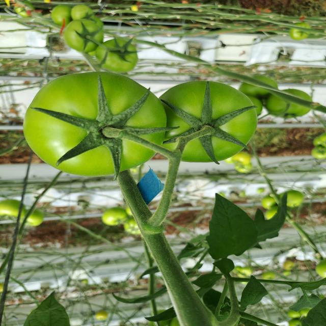 Dataset Image
