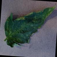 Dataset Image