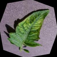 Dataset Image