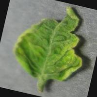 Dataset Image