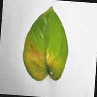 Dataset Image