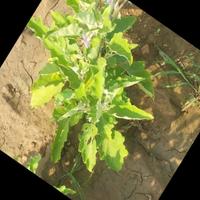 Dataset Image
