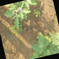 Dataset Image