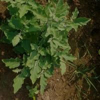 Dataset Image