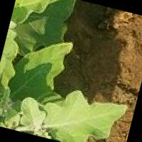 Dataset Image