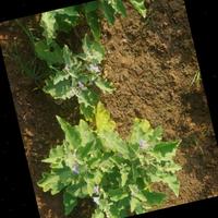 Dataset Image