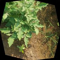Dataset Image