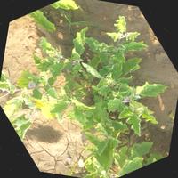 Dataset Image