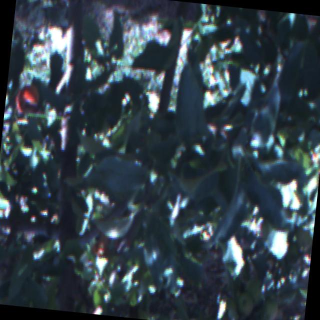 Dataset Image