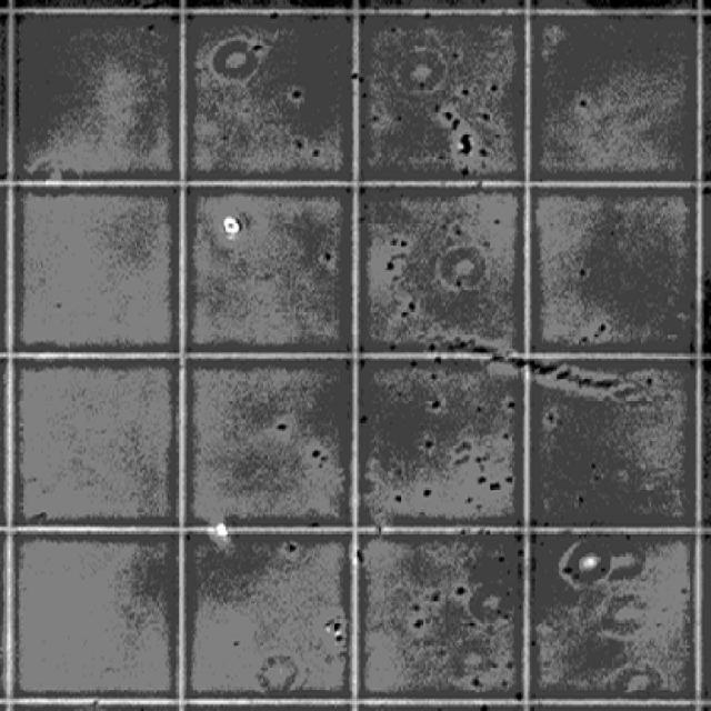 Dataset Image