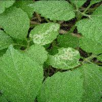 Dataset Image
