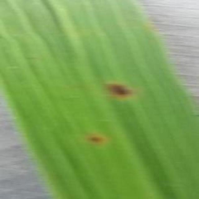 Dataset Image