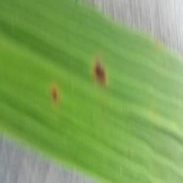 Dataset Image