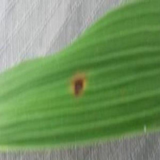 Dataset Image
