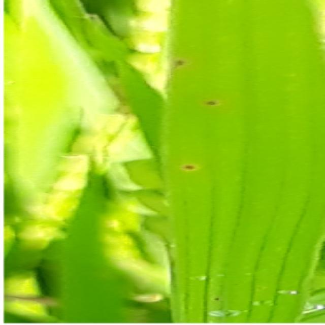 Dataset Image