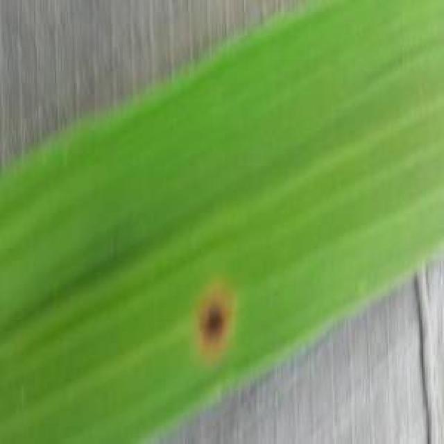 Dataset Image